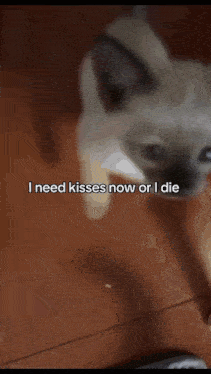 a close up of a dog 's face with the words i need kisses now or i die below it