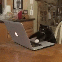 Cat Computer GIF - Cat Computer Typing GIFs