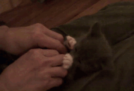 Cutie GIF - Cat Kitten Play GIFs