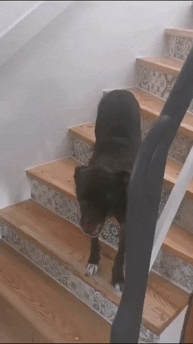 a black dog is walking down a set of stairs