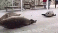 Seal Bounce GIF - Seal Bounce Running GIFs