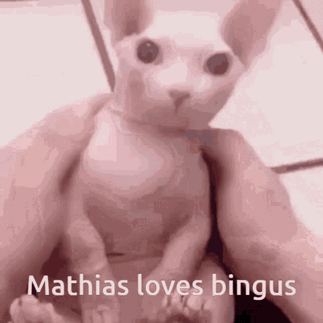 Mathias Loves Bingus Bingus GIF - Mathias Loves Bingus Bingus Mathias GIFs