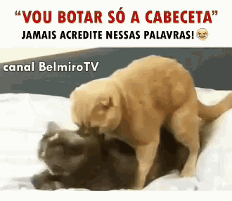 a dog and a cat laying on a bed with the words " vou botar so a cabeceta "