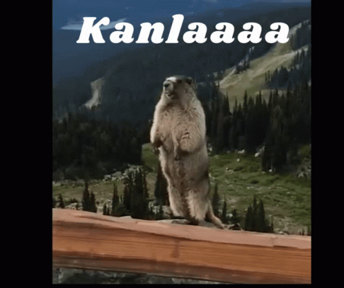 Kabebaloo Kanla GIF - Kabebaloo Kanla Marmotte GIFs