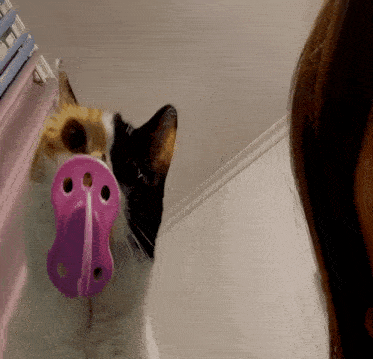 a cat with a pink pacifier in its mouth looks at the camera
