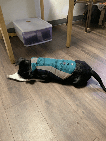 a black dog wearing a blue jacket is laying on a wooden floor