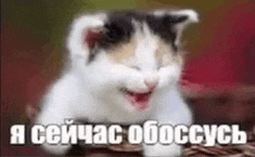 a kitten is laying on a table with its mouth open and the words `` i 'm sorry '' in russian .