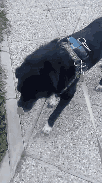 Pet Dog Black Doggy GIF