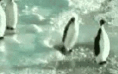 Penguin Animal GIF - Penguin Animal Slap GIFs