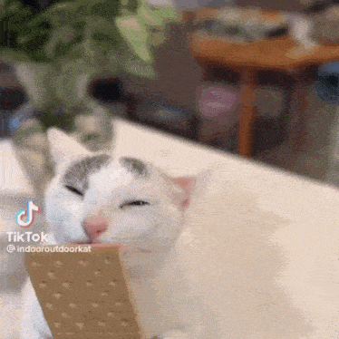 a white and gray cat is eating a cracker with its eyes closed .