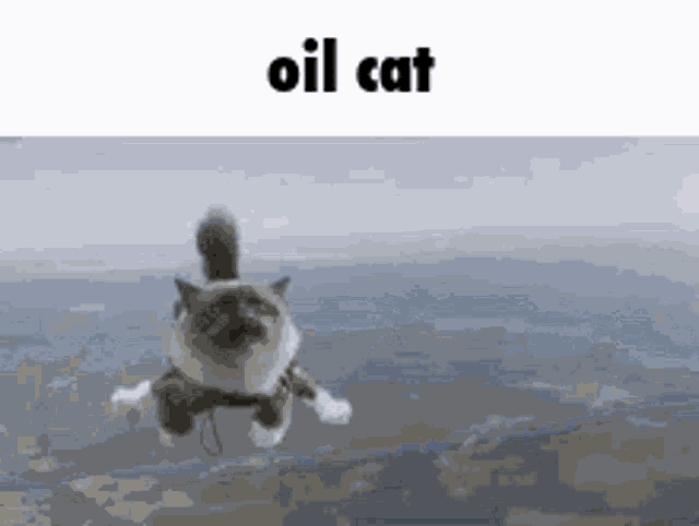 a cat is floating in the air with the words oil cat written above it