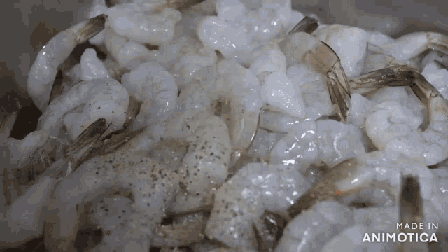 a pile of shrimp with the words made in animatica on the bottom right