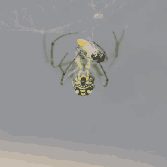 a yellow and black spider is hanging upside down on its web