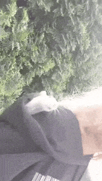 a white cat is laying on a person 's lap in front of a tree