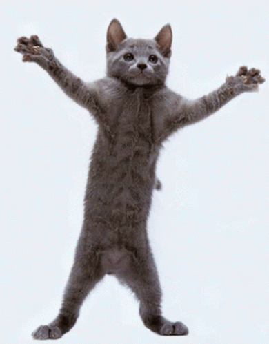 Cat Dance GIF - Cat Dance Dancing Cat GIFs