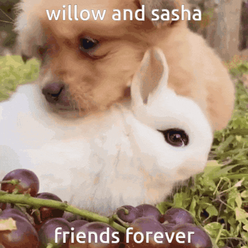 Willow Sasha GIF - Willow Sasha Bunny GIFs