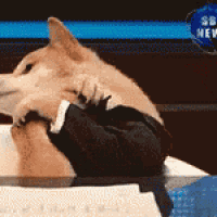 a dog wearing a suit and tie is sitting at a desk .