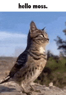 a cat with a bird 's head is standing on a rock with a caption that says hello moss .