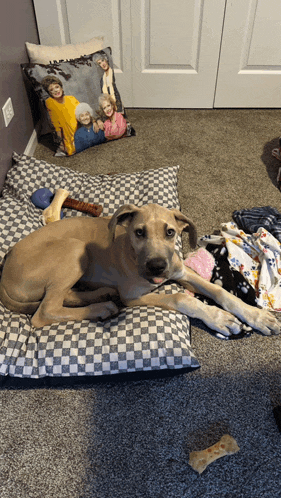 a dog laying on a checkered dog bed with a pillow with a picture of a family on it