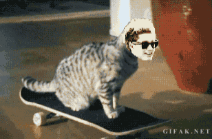 a cat wearing sunglasses is riding a skateboard with a man 's face on it