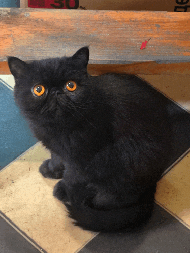 a black cat with orange eyes sits on a tiled floor in front of a sign that says 30 % off