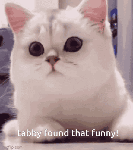 Tabby Cat GIF - Tabby Cat Kitty GIFs
