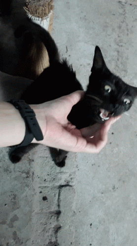 Black Cat GIF - Black Cat Massage GIFs