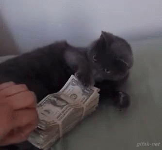 Money Cat GIF - Money Cat Dont Touch It GIFs