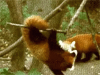 Red Panda Grab GIF - Red Panda Grab GIFs