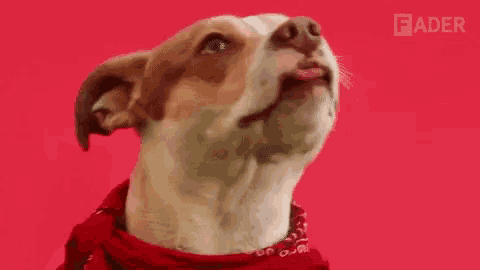 a brown and white dog wearing a red plaid shirt and collar is looking up .