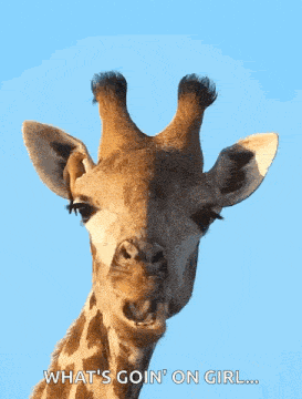 a giraffe says what 's goin ' on girl with a blue background