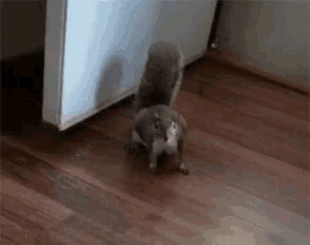 Squirrel What Are You Looking At GIF - Squirrel What Are You Looking At Come At Me Bro GIFs