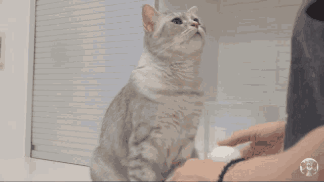 a cat is being petted by a person with a bracelet around their wrist