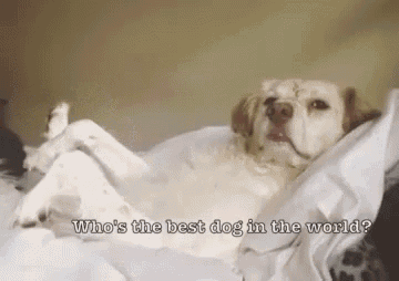 a dog is laying on a bed with the words who 's the best dog in the world written above it .