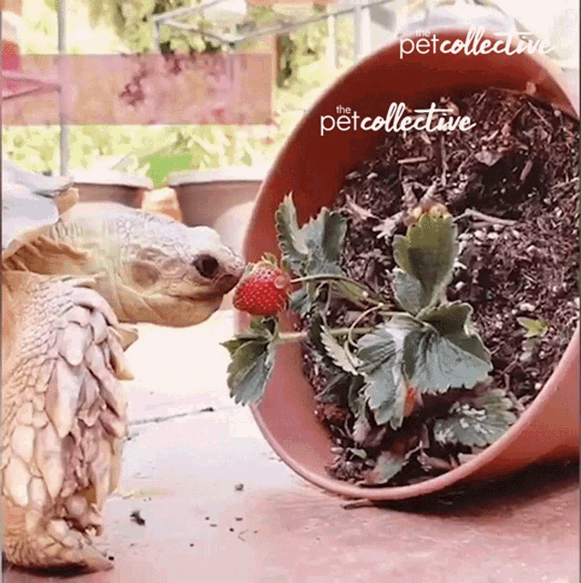 Tortoise Eats Berry Eating GIF