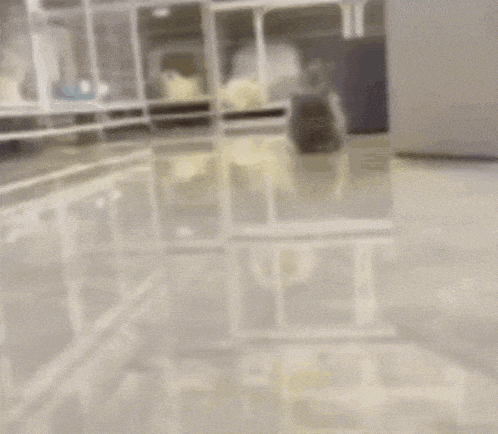 a hamster is running in a clear cage with its mouth open .