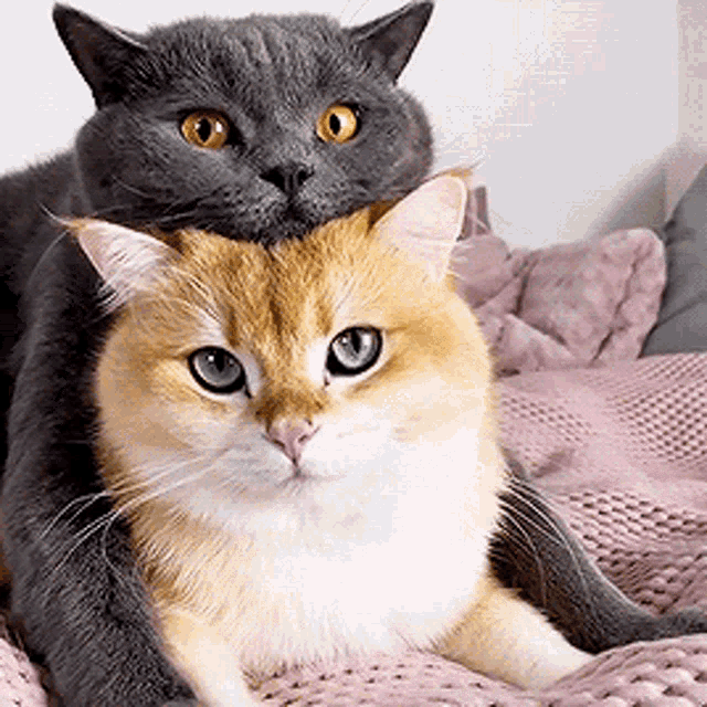 Cats Bored GIF - Cats Bored Waiting For You GIFs