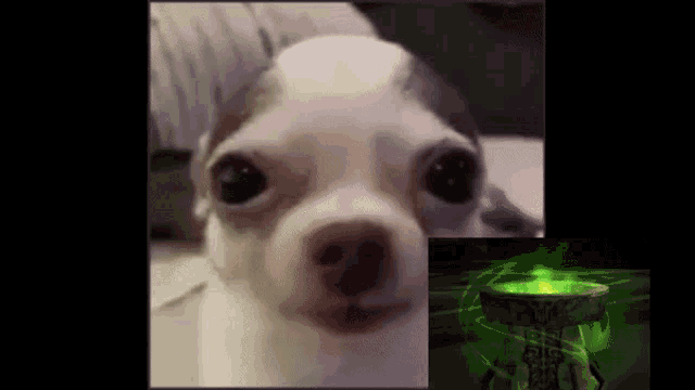 a small white dog is looking at the camera with a green light behind it