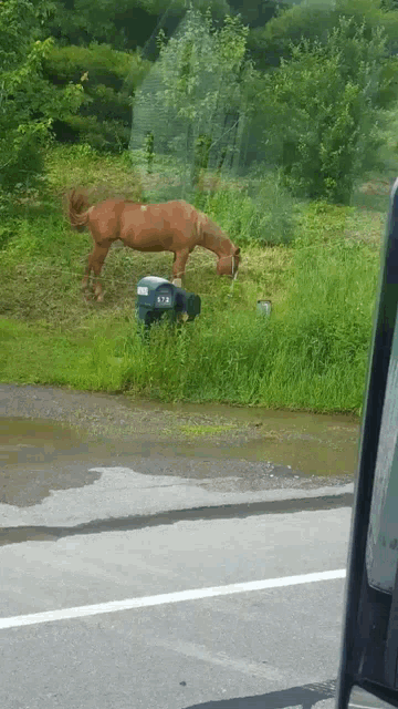 a brown horse standing next to a mailbox that says t.j.
