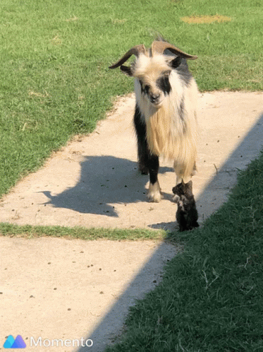 Kitten Goat GIF - Kitten Goat Looking GIFs