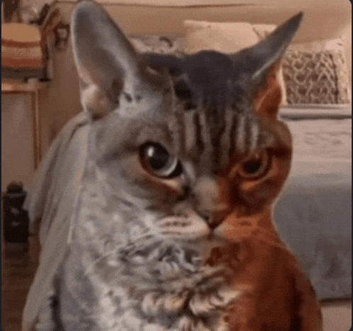 a cat with two faces is sitting on a bed
