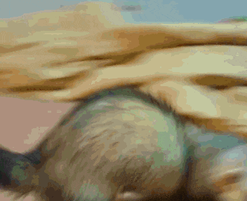 a close up of a furry animal 's tail with a blurry background