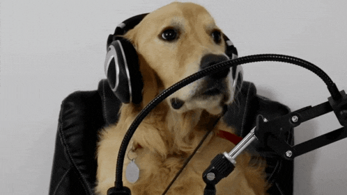 a dog wearing headphones and a microphone looks like it is talking into it
