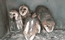 Owls Owl GIF - Owls Owl Creepy GIFs