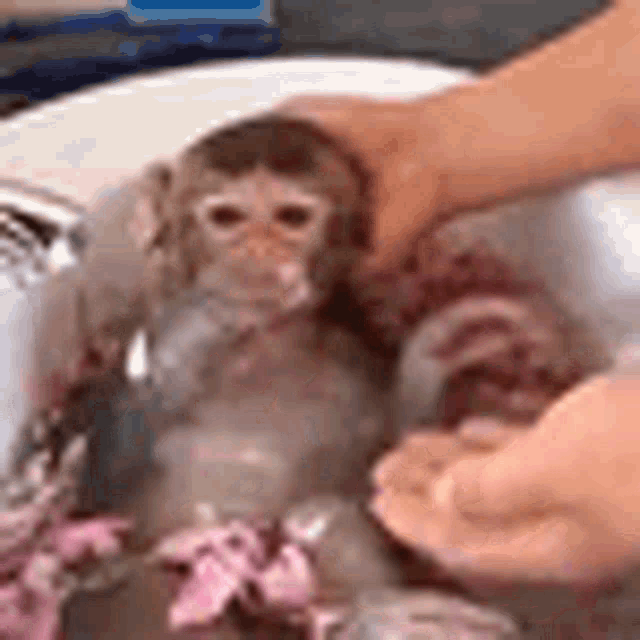 a person is washing a monkey in a sink with pink flowers .