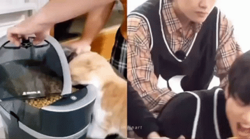 Jungkook Jungkook Cat Eating GIF - Jungkook Jungkook Cat Eating Jungkook Cat GIFs
