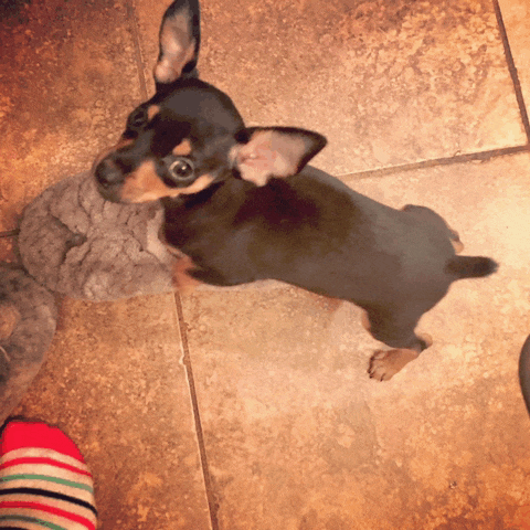 a small dog laying on a tiled floor next to a striped sock