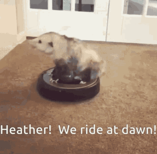 Heather Ride At Dawn GIF - Heather Ride At Dawn Pet GIFs