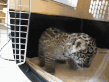 a small leopard cub is in a cage looking out