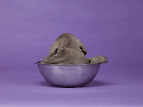 Puppy Bowl GIF